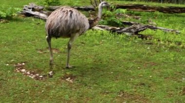 Nandu rhea kuşuna yakın bir yerde otlakta yiyecek arıyor..
