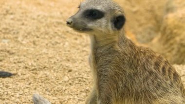 Mirketlere yakın bekçilik, oyun ve bakınış.