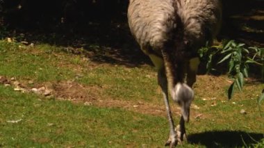 Nandu rhea kuşuna yakın bir yerde otlakta yiyecek arıyor..