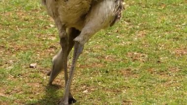 Nandu rhea kuşuna yakın bir yerde otlakta yiyecek arıyor..