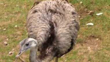 Nandu rhea kuşuna yakın bir yerde otlakta yiyecek arıyor..