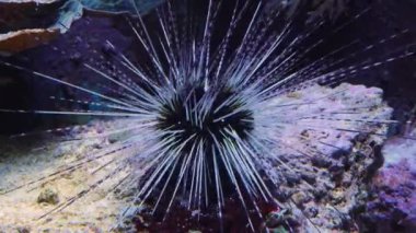 Sola doğru hareket eden bir deniz kestanesinin hızlandırılmış görüntüsü. Bir balık karede yüzer..