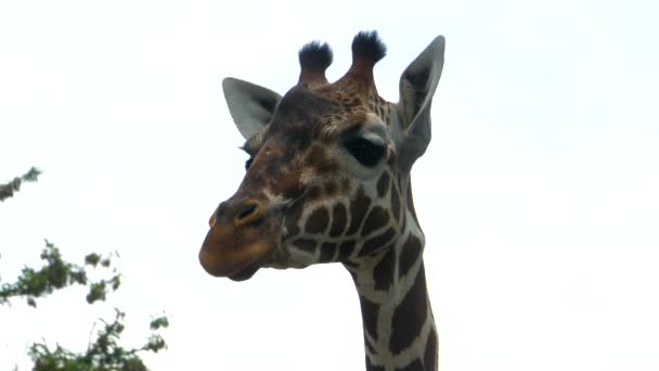 Sluiten Van Giraffe Hoofd Bewegen Rond Zonnige Dag Zomer — Stockvideo