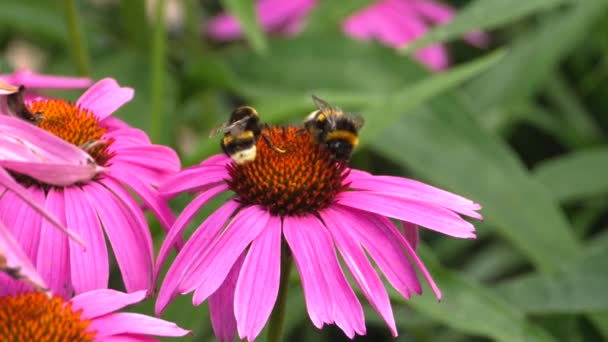 Close Bumblebee Echinacea Flower Collecting Nectar — Stock video