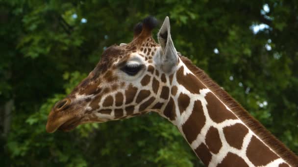 Primo Piano Della Testa Giraffa Che Muove Nella Giornata Sole — Video Stock