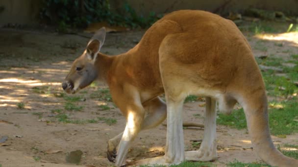 カンガルーの立ち上がりと牧草地で休んで閉じます — ストック動画