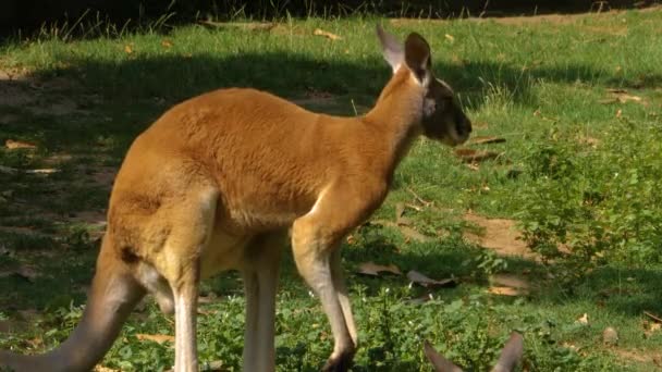 Close Van Kangoeroe Staand Rustend Weide — Stockvideo