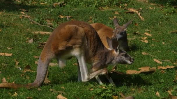 Närbild Kangaroo Står Och Vilar Ängen — Stockvideo