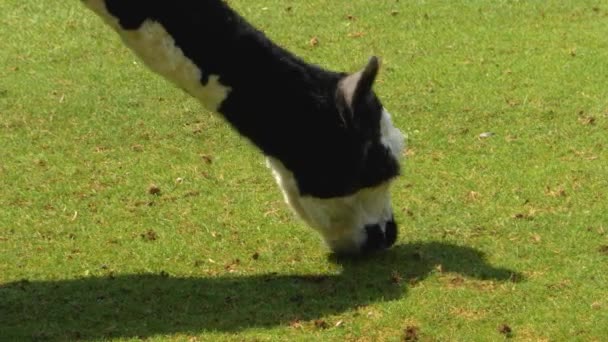 Nahaufnahme Eines Braunen Lama Das Gras Frisst — Stockvideo