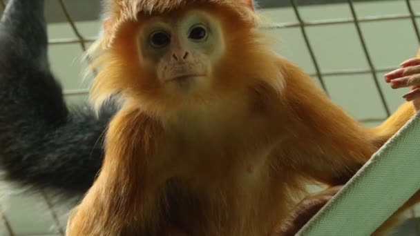 Primer Plano Del Mono Lutung Javan Mirando Alrededor — Vídeo de stock