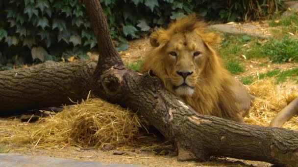 Λιοντάρι Αναπαύεται Στο Έδαφος — Αρχείο Βίντεο
