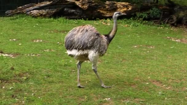 Close Nandu Rhea Bird Picking Searching Food Meadow — Stock Video