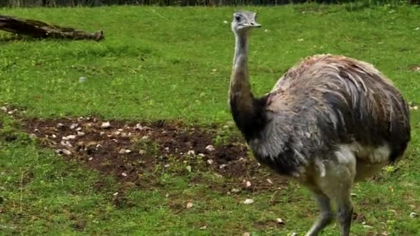 Primer Plano Nandu Rhea Bird Picking Buscando Comida Prado — Vídeos de Stock