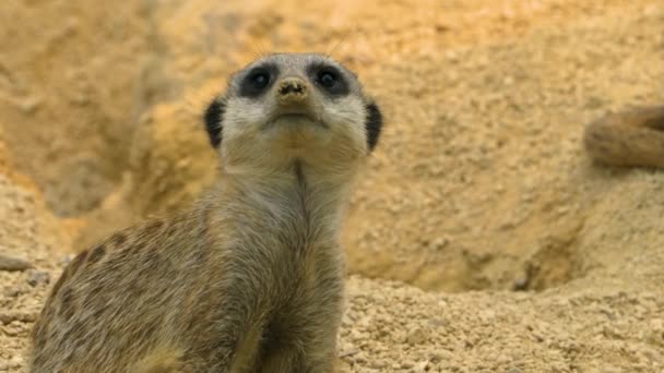 Närbild Meerkats Bevakning Leka Och Titta Runt — Stockvideo