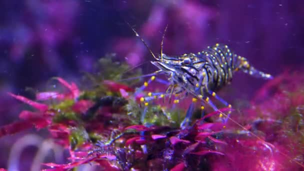 Crevettes Récoltant Nourriture Dans Herbe Marine — Video