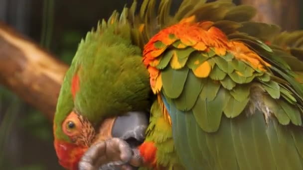 Grüner Papagei Pflegt Sich Selbst — Stockvideo