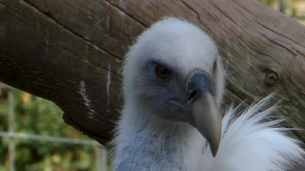 Großaufnahme Von Geierkopf Der Sich Umschaut — Stockvideo