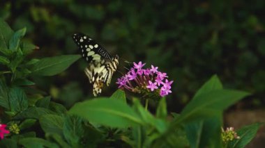 Beyaz Amiral Kelebek yavaş çekimde kanatlarını çırpıyor