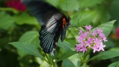 Kırmızı bir mormon kelebeğinin ağır çekimde makro çekimi