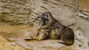 Mirketlere yakın bekçilik, oyun ve bakınış.