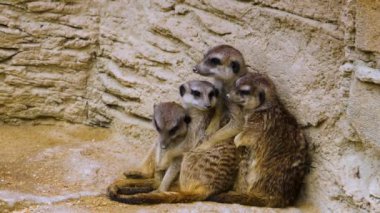 Mirketlere yakın bekçilik, oyun ve bakınış.