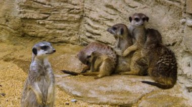 Mirketlere yakın bekçilik, oyun ve bakınış.