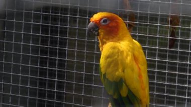 Güneş ışığına yakın papağan