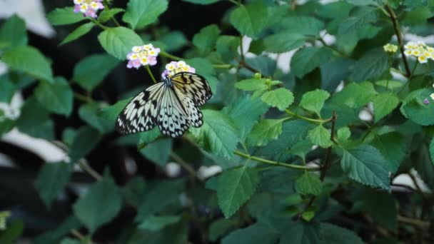 Acercamiento Del Árbol Una Ninfa Árbol Mariposa Coleccionando Néctar — Vídeos de Stock