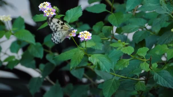 Acercamiento Del Árbol Una Ninfa Árbol Mariposa Coleccionando Néctar — Vídeos de Stock