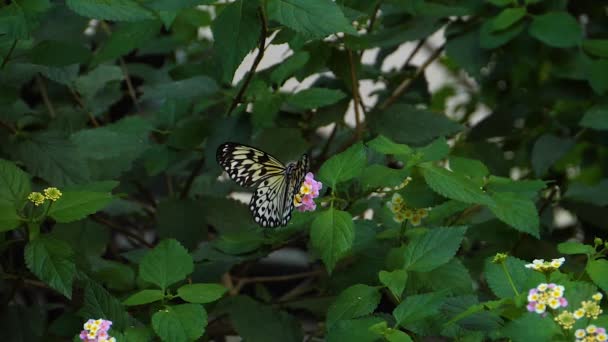 Close Tree Tree Nymph Butterfly Collecting Nectar — Stock video