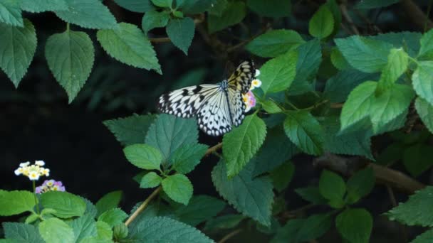 Close Van Boom Een Boom Nimf Vlinder Verzamelen Nectar — Stockvideo