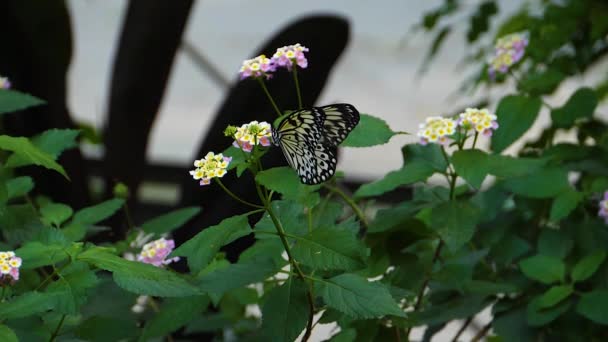 Acercamiento Del Árbol Una Ninfa Árbol Mariposa Coleccionando Néctar — Vídeos de Stock