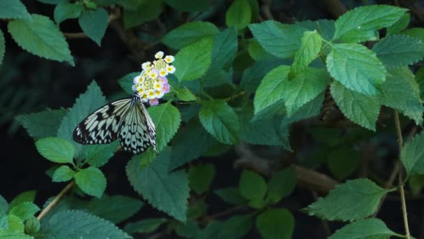 Close Tree Tree Nymph Butterfly Collecting Nectar — Stock video