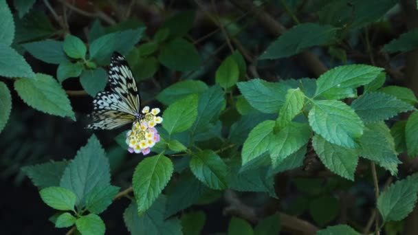 Close Tree Tree Nymph Butterfly Collecting Nectar — Stock video