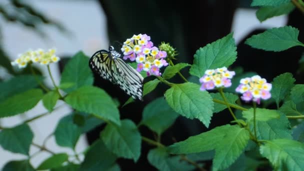 Close Tree Tree Nymph Butterfly Collecting Nectar — Stock video