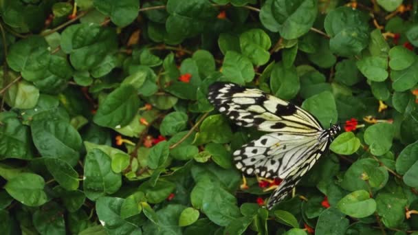 Close Tree Tree Nymph Butterfly Collecting Nectar — Stock video