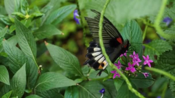 Makro Shot Szkarłatnego Motyla Zwolnionym Tempie — Wideo stockowe