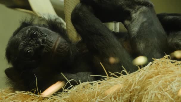 Ein Junger Bonobo Affe Liegt Auf Dem Rücken Und Blickt — Stockvideo