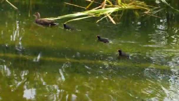 Mother Duck Swims Left Her Three Ducklings Swimming Her Swim — Stock Video