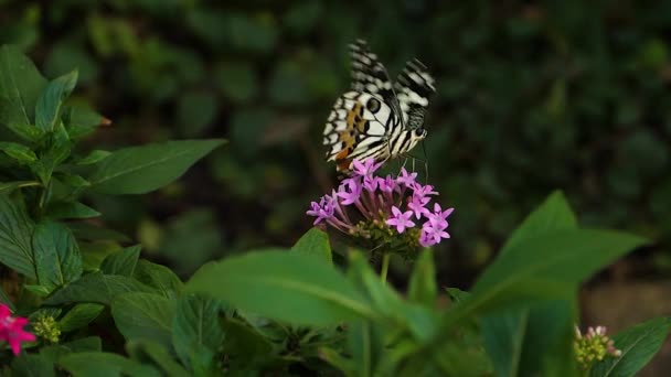 White Admiral Butterfly Slow Motion Flapping Wings — Stock Video