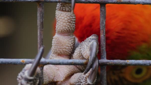 Κοντινό Πλάνο Από Νύχι Ενός Παπαγάλου Αρπάζοντας Φράχτη Του Καταλύματος — Αρχείο Βίντεο