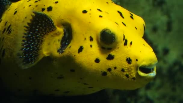 Close Golden Puffer Fish Swimming — Stock Video