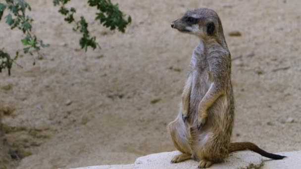 Κοντινό Πλάνο Των Meerkats Φύλαξη Παίζοντας Και Κοιτάζοντας Γύρω — Αρχείο Βίντεο