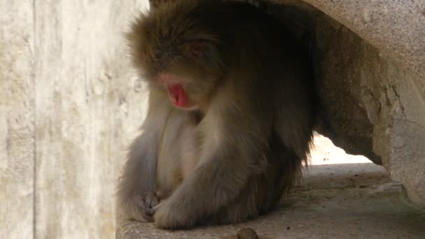 Macaco Japonês Olhando Redor — Vídeo de Stock
