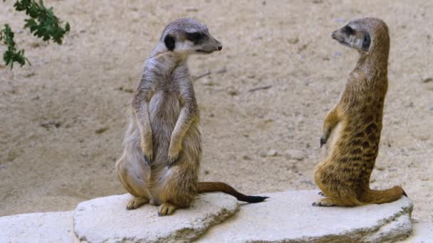 Närbild Meerkats Bevakning Leka Och Titta Runt — Stockvideo