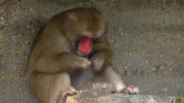 日本猕猴四处张望 — 图库视频影像