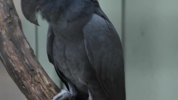 Primo Piano Del Cacatua Grigio Con Inclinazione Fino Alla Testa — Video Stock