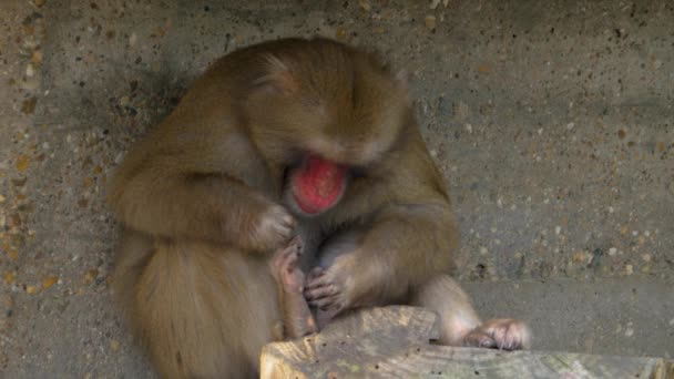 日本猕猴四处张望 — 图库视频影像