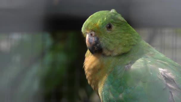 Κοντινό Πλάνο Του Πράσινου Παπαγάλου — Αρχείο Βίντεο