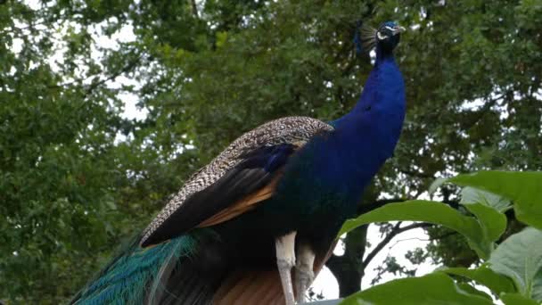 Pfau Steht Mit Geschlossenen Schwanzfedern Auf Einer Grünen Wiese — Stockvideo